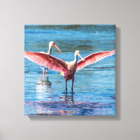 Rosette Spoonbill 12" x 12" Wrapped Canvas