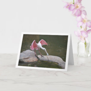 Rosette Spoonbill Karte