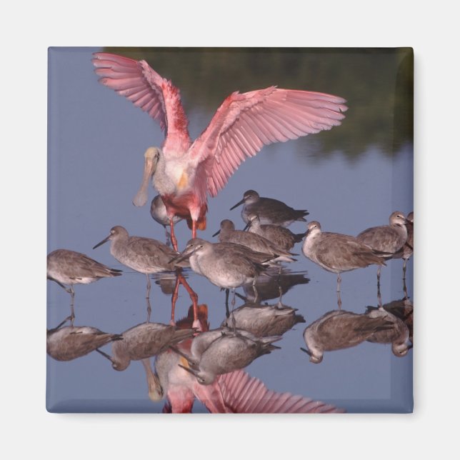 Rosette Spoonbill mit Willenskraft in flachem Wass Magnet (Vorne)