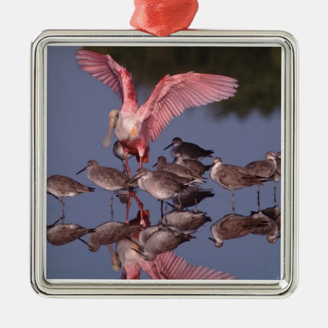 Rosette Spoonbill mit Willenskraft in flachem Wass Ornament Aus Metall (Vorne)