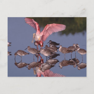 Rosette Spoonbill mit Willenskraft in flachem Wass Postkarte
