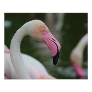Roseus spp. poster
