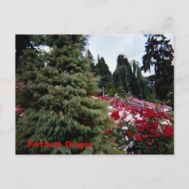 Rosey Landscape Portland, Oregon Postkarte (Vorderseite)