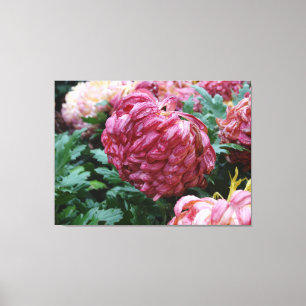 Rosey Mums im Regen! Leinwanddruck