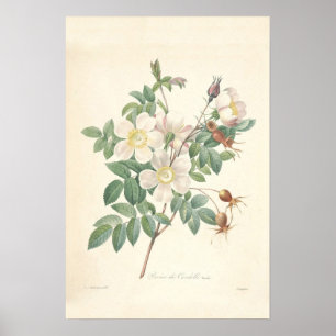 Rosier Canvas Print Poster