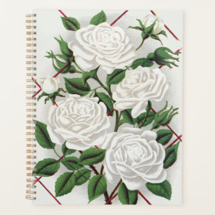Rosier grimpant blanc victorien antique de jardin
