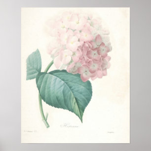 Rosige Hortensie Poster