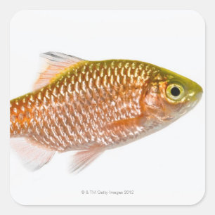 Rosige Widerhakenfische (Puntius conchonius) Quadratischer Aufkleber