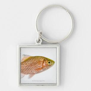 Rosige Widerhakenfische (Puntius conchonius) Schlüsselanhänger