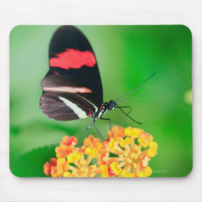 Rosinenschmetterling, der Nektar vom Mousepad (Vorne)