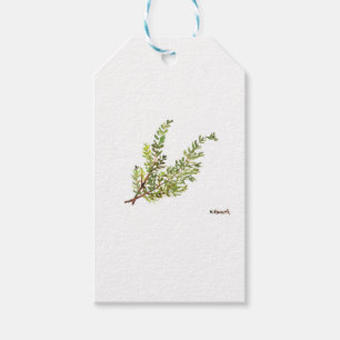 Rosmarin-Kraut Rosmarin-Aquarellmalerei Geschenkanhänger