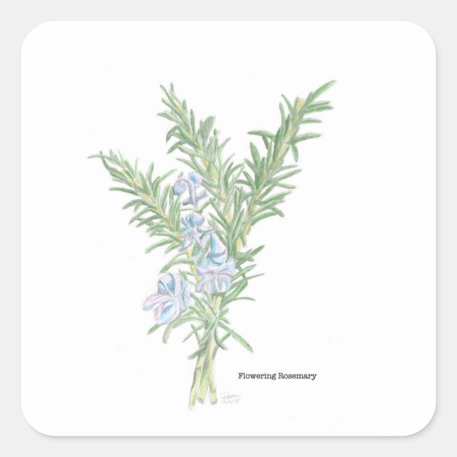 Rosmarin-Sticker Quadratischer Aufkleber (Vorderseite)