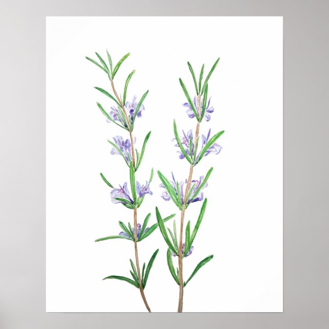 Rosmarin Wasserfarbe  Poster (Vorne)