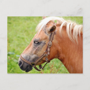 Rosshead 003 postkarte