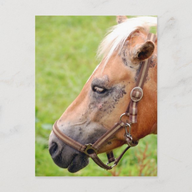 Rosshead 003 postkarte (Vorderseite)