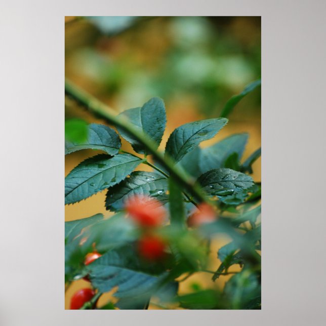 Rosship nach Regen 5 Poster (Vorne)