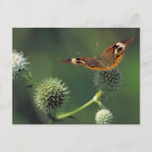 Rosskastanien-Schmetterling Postkarte