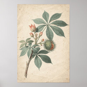Rosskastanienzweig Botanische Studie auf Elfenbein Poster