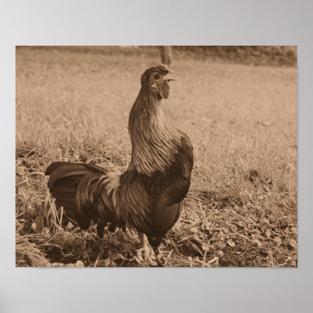 Roster Crowing in Sepia Brown Farm Animal Poster (Vorne)