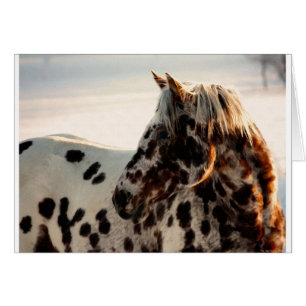 Rostig der Appaloosa