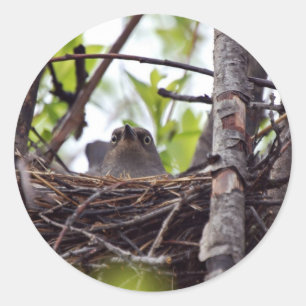 Rostige Amsel-Frau auf Nest Runder Aufkleber