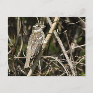 Rosy Gros Postcard Postkarte