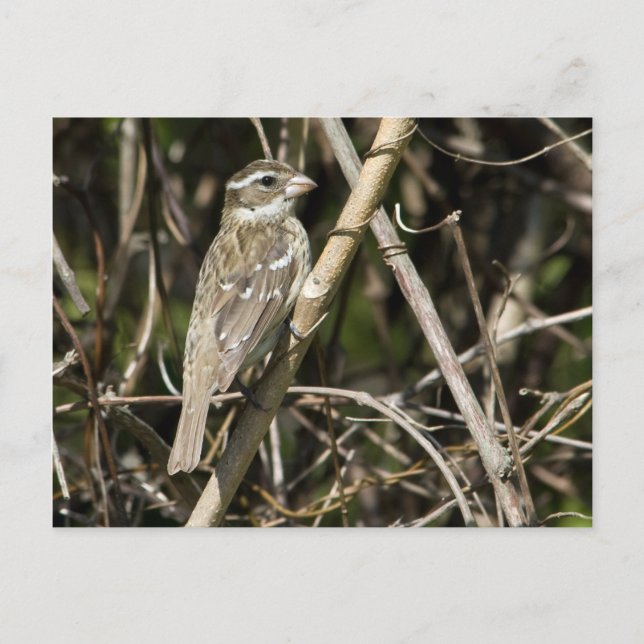 Rosy Gros Postcard Postkarte (Vorderseite)