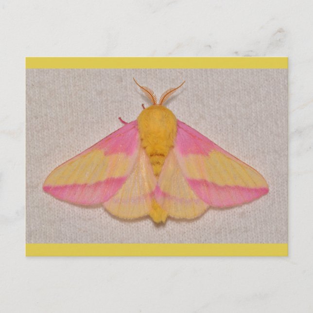Rosy Maple Moth. Postkarte (Vorderseite)