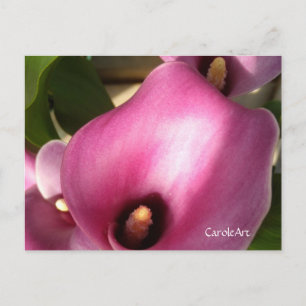 Rosy Pink Callas Postkarte
