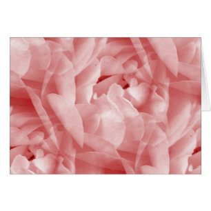 Rosy-Rose