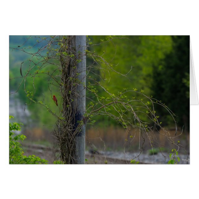 Rot (Vorderseite (Horizontal))