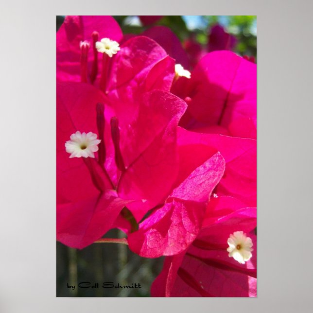 Rot003 Poster (Vorne)