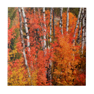 Rot-Ahorn (Acer Rubra) und Espen Fliese
