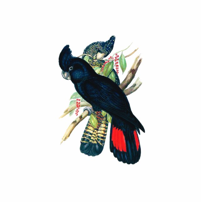 Rot angebunden, schwarze (Banksian) Cockatoos. Freistehende Fotoskulptur (Vorne)