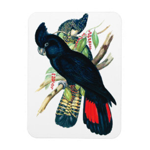 Rot angebunden, schwarze (Banksian) Cockatoos. Magnet