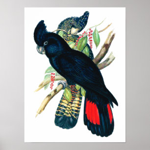 Rot angebunden, schwarze (Banksian) Cockatoos. Poster