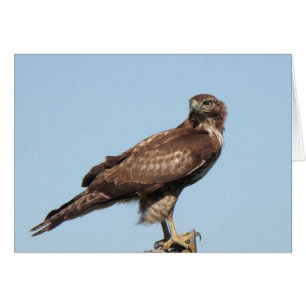 Rot-angebundene Falke-Karte