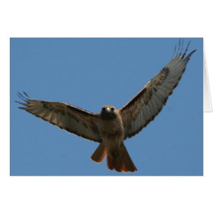 Rot angebundene Falke-Karte