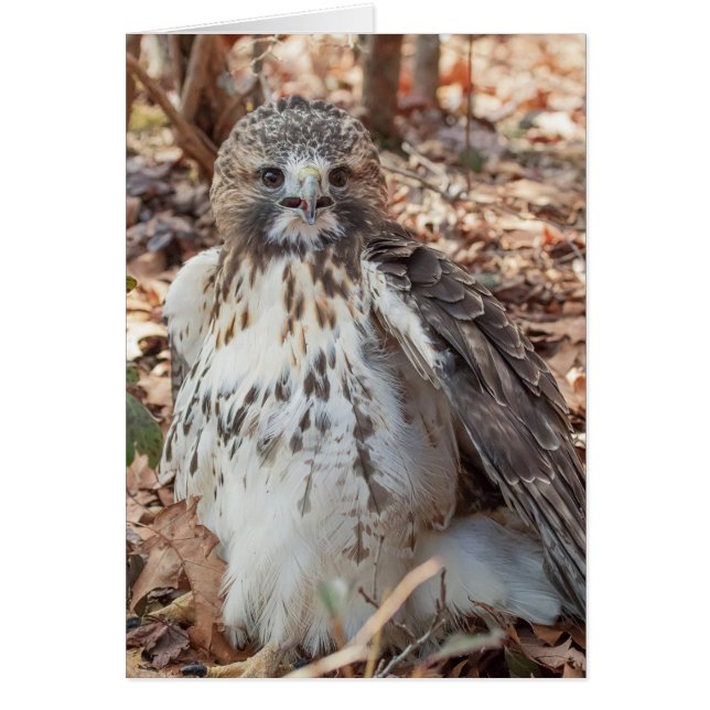 Rot angebundener Falke (Vorne)