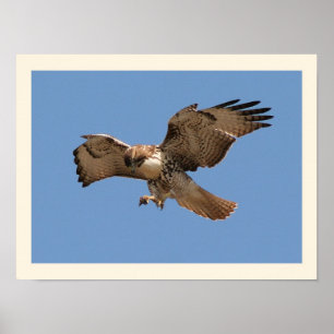 Rot angebundener Falke-Druck Poster