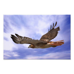 Rot angebundener Falke Fotodruck