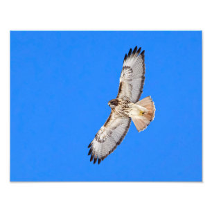 Rot angebundener Falke im Flug Fotodruck
