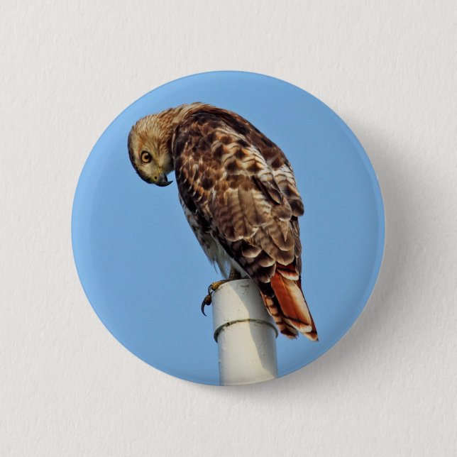 Rot-Angebundener Falke-Knopf Button (Vorderseite)