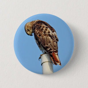 Rot-Angebundener Falke-Knopf Button