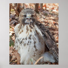 Rot angebundener Falke Poster