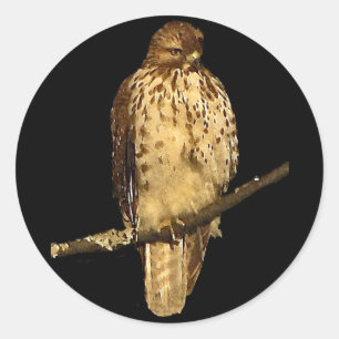 Rot angebundener Falke Runder Aufkleber