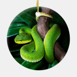 Rot-angebundenes Bambuspitviper Keramik Ornament