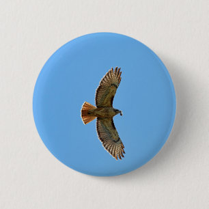 Rot-Angebundenes Falke-Foto Button