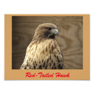 Rot-angebundenes Falke-Foto Fotodruck