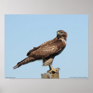 Rot-angebundenes Falke-Plakat Poster
